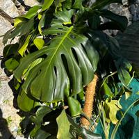 Monstera alta 150cm