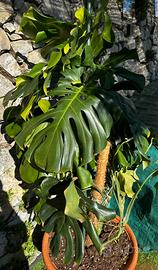 Monstera alta 150cm