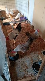 Galline italiener