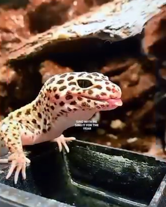 Geco Leopardino