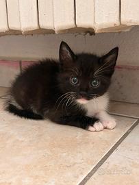 Gattini