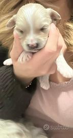 Disponibili cuccioli di maltipoo