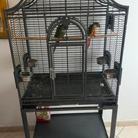Pappagalli
