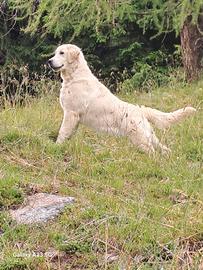 Golden retriever
