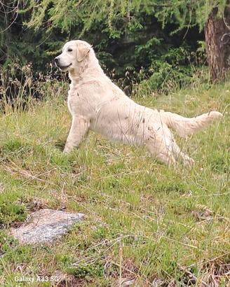 Golden retriever