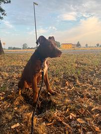Pitt bull