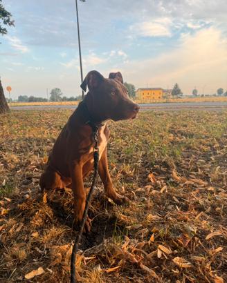 Pitt bull