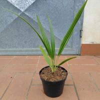 Pianta palma Chamaerops Humilis in vaso h 30 cm