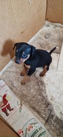 Cuccioli pinscher