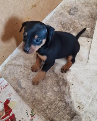 Cuccioli pinscher