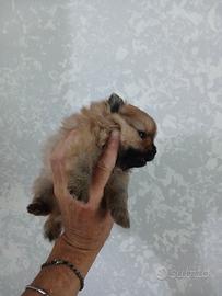 Pomerania
