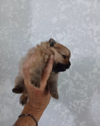 Pomerania