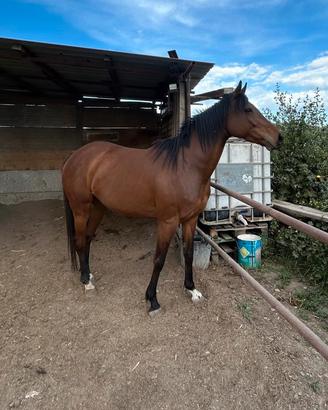 Cavalla 5 anni