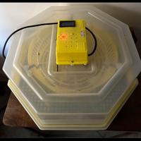 Incubatrice automatica