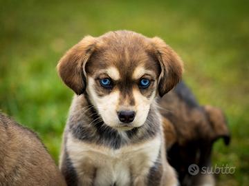 Cucciola femmina Labrador Husky