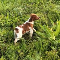 Cucciolone maschio