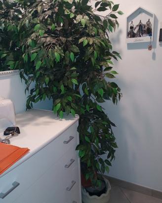 PIANTA PER INTERNO 