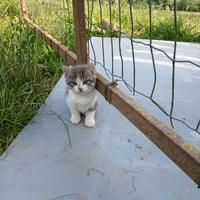 Gattina dolce e coccolosa