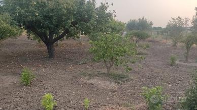Terreno agricolo recintato a Dattilo (Trapani)
