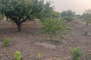 Terreno agricolo recintato a Dattilo (Trapani)