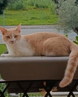 Gattina portafortuna in adozione