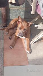 Gido