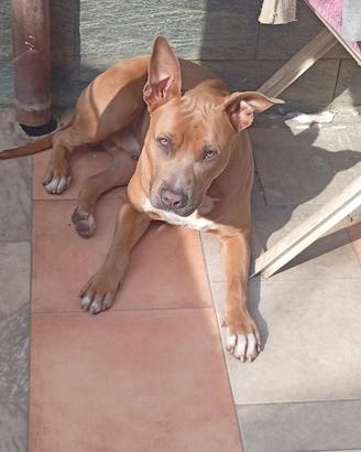 Gido