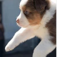 Cuccioli di pastore Australiano