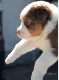 Cuccioli di pastore Australiano