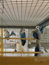 Inseparabili