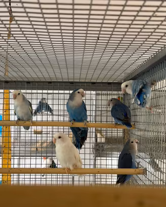 Inseparabili