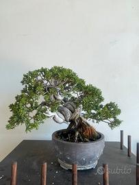 Bonsai ginepro shoin kishu