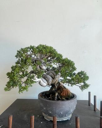Bonsai ginepro shoin kishu