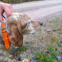 Cane setter inglese