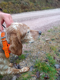 Cane setter inglese