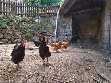 Galline ovaiole