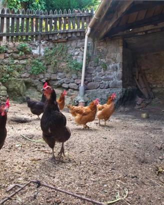 Galline ovaiole