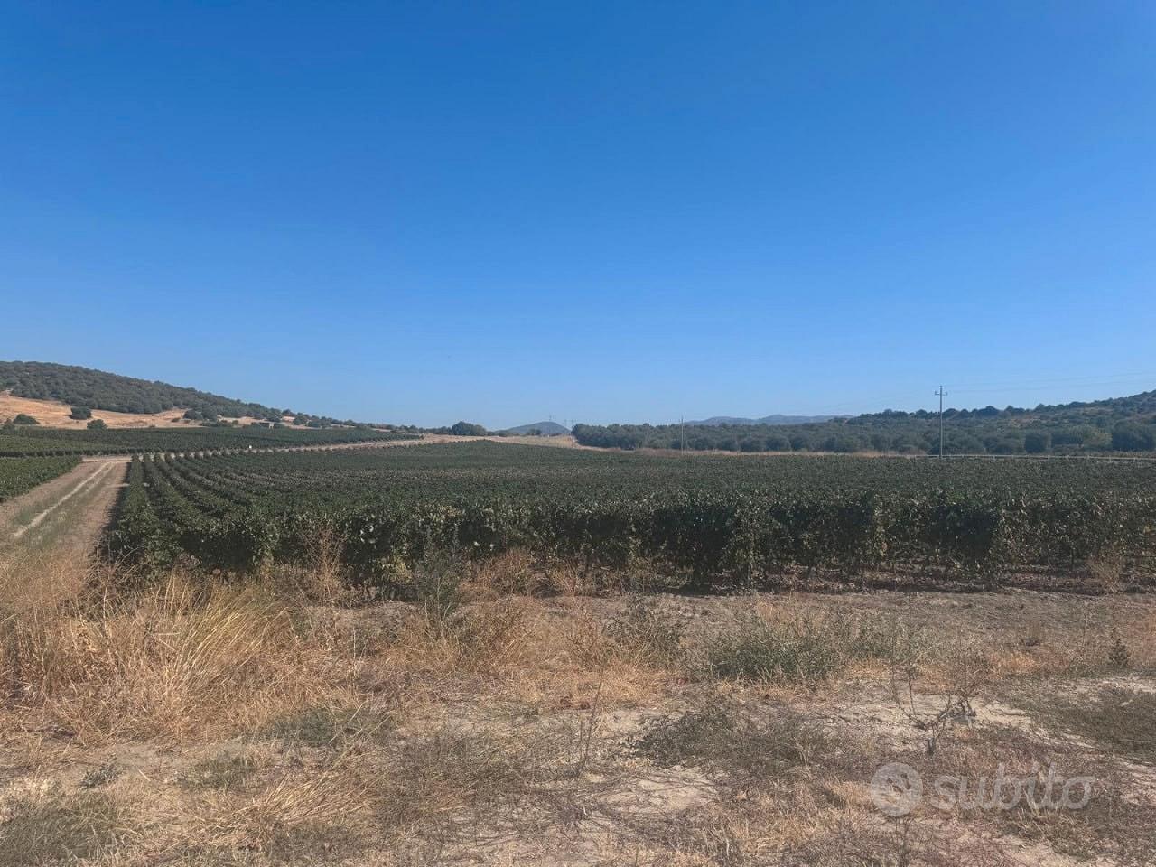 Vigneto a serdiana loc. modolo 10 ettari - Vista 5