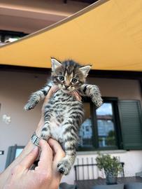 Animali