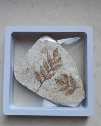 Foglia fossile