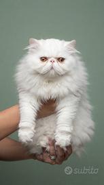 Gatti Persiani cuccioli b