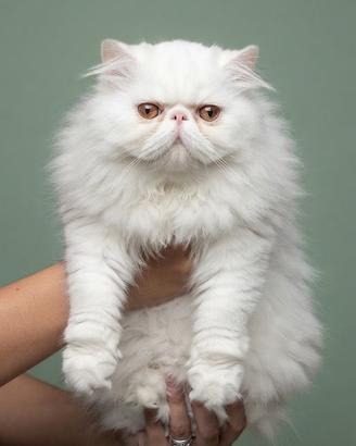 Gatti Persiani cuccioli b