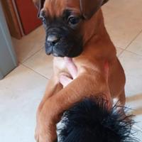 Cucciolo di boxer