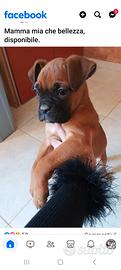 Cucciolo di boxer