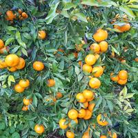 Agrumeto a mandarini tardivi c.da Landro Misilmeri