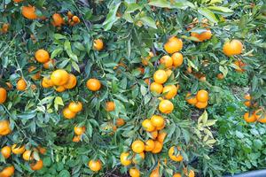 Agrumeto a mandarini tardivi c.da Landro Misilmeri