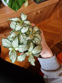 pianta Fittonia