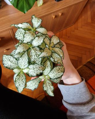 pianta Fittonia