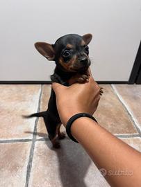 Cuccioli di pincher toy