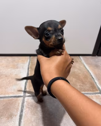 Cuccioli di pincher toy